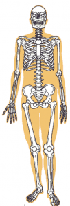骨盤骨格図