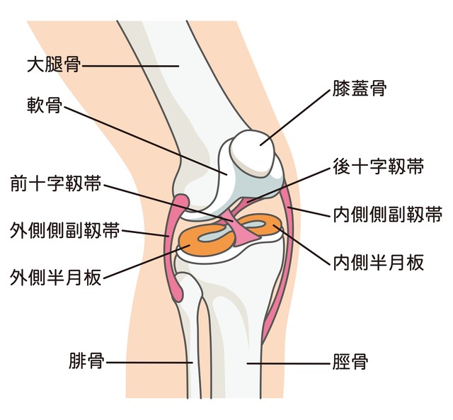 膝関節全体図